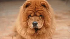 7 najlepszych ras: które psy cieszą się najdłuższą długością życia?