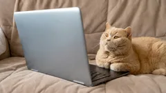 Co widzą koty i psy, gdy oglądają telewizję? Ciekawe fakty o wzroku twojego pupila