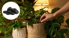 Ożyw każdy kwiat: niedrogi nawóz do roślin na bazie węgla aktywnego