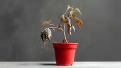 Prosty domowy sposób na ożywienie zwiędłych roślin – 3 składniki, które na pewno masz w kuchni.