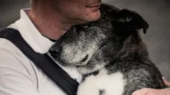 Czy pies przypomni sobie swojego właściciela po wielu latach rozłąki?