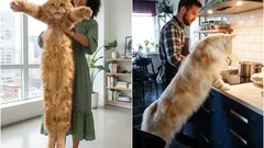 Czułe olbrzymy: nazwy największych ras kotów, które można hodować w domu