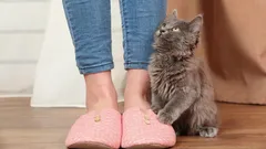 Najczęstsze powody, dla których kot stale podąża za swoim opiekunem