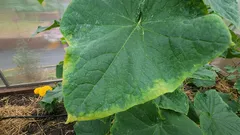 Uwaga dla wszystkich ogrodników: co trzeba zrobić natychmiast, jeśli zauważysz, że liście ogórków żółkną na brzegach