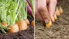 Co sadzić obok marchewki, aby odstraszyć szkodniki i poprawić plony?