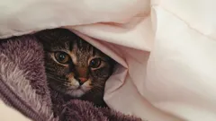 W jakiej temperaturze koty marzną – i czy w ogóle czują zimno?