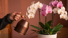 Najczęstszy błąd w pielęgnacji roślin doniczkowych, który popełnia prawie każdy